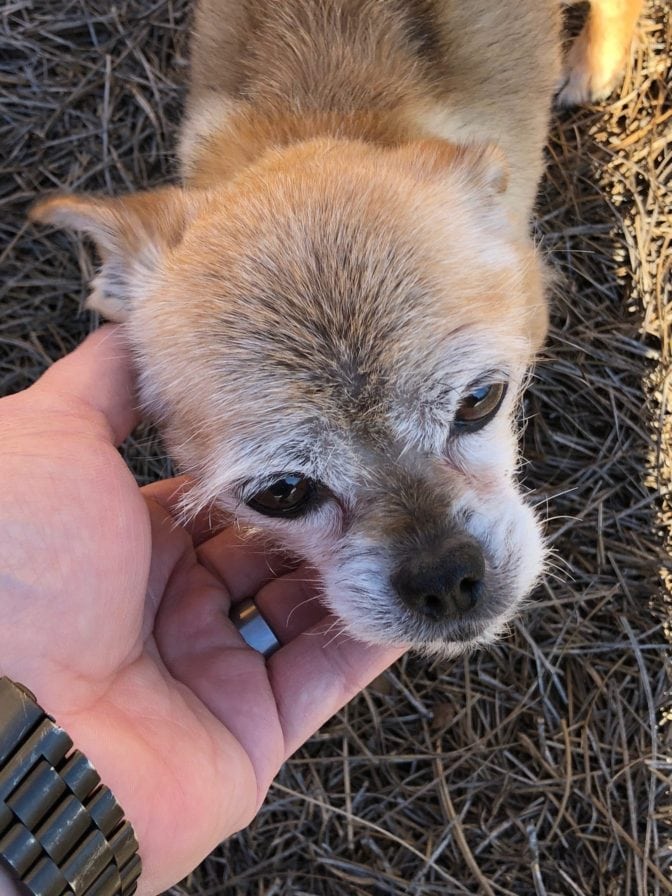 Petting a dog