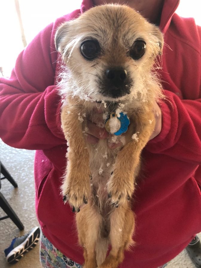 Dog being held up with snow on paws