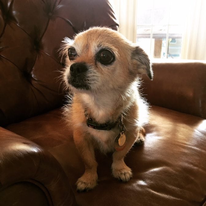 Dog Sitting in chair