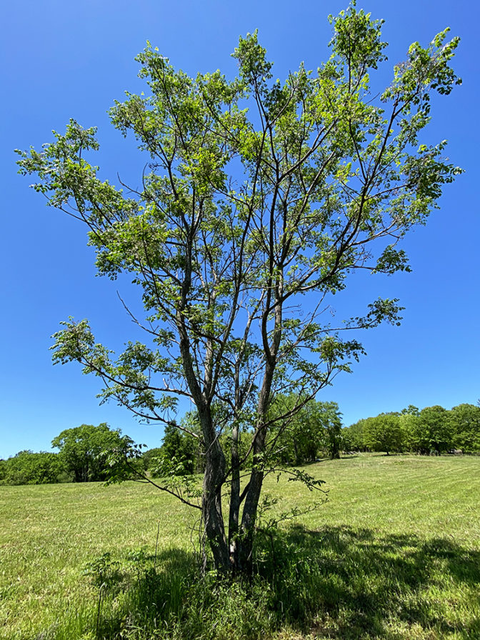 Chinaberry Tree
