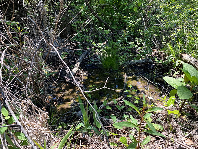water running through stream