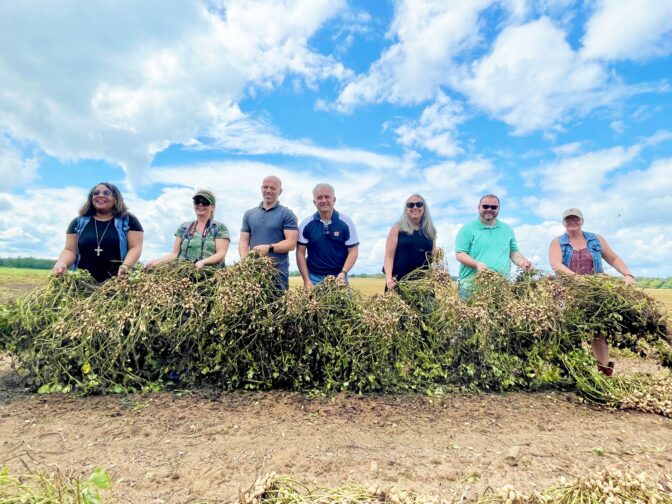 People in a field holding up peanut plants
